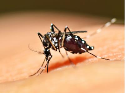 LIRAa aponta baixo risco de dengue na cidade mas cuidados não podem ser abandonados